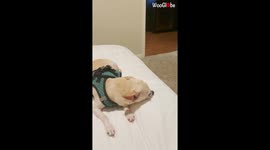 'Owner Introduces himself to Pet Dog to See her Reaction'