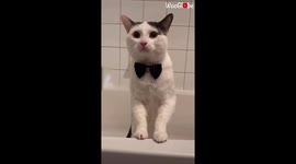 Cat's adorable bedtime routine goes viral on TikTok