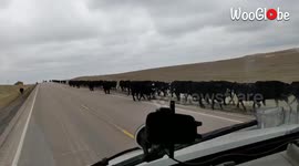 'Driver Impressed by Modern Cattle Drive on a Highway'
