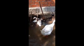 Vietnamese man rescues duck trapped in iron bars