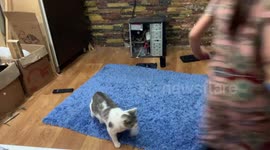 my cat is playing with my daughter