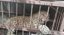 Forest officials rescue leopardess from concrete pipe in northern India