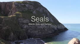 Seals at Angel bay Llandudno North Wales April 2021