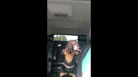 Bea's got the Friday Feels !! Adorable puppy enjoying life and the wind in her face !