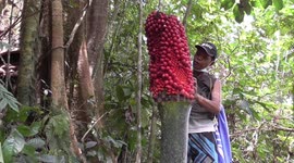 Indonesian locals stumble across rare plant recognised as the world's smelliest