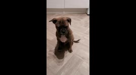 Amazing moment 15 week old puppy learns how to play dead! He is so clever