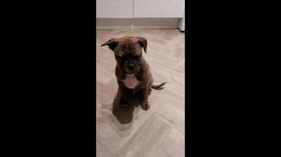 Amazing moment 15 week old puppy learns how to play dead! He is so clever