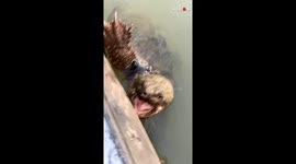 Massive turtle catches US anglers by surprise with unexpected visit