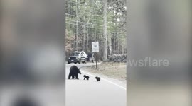 Mother bear stops traffic so cubs can cross the road in New Hampshire