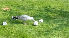 A hungry seagull looking for a snack tries to break into a styrofoam box.