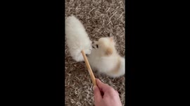 Fluffy Pomeranian dog attacks duster with fury