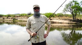 Fishing for wild Nile Crocodiles in a river using surface lures