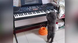 British shorthair caught by owner playing piano in middle of night