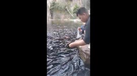 Thousands of catfish crawl ashore to receive food in Vietnam