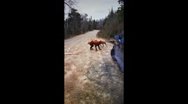 Golden doodles get covered in mud head to toe