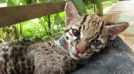 Adorable rescued ocelot cub tries really hard to stay awake