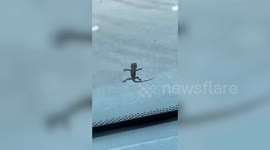 Tiny lizard hitches a ride on bus by sticking to the window