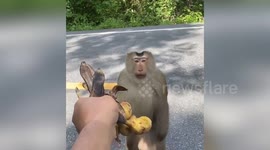 Kind tourist stops to give banana to hungry monkey in Thailand