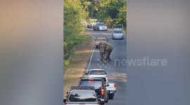 Hungry wild elephant attacks pickup truck in Thailand