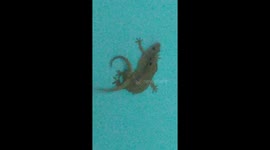 Lizard's intimate love making while there is someone watching