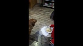 Dinner with dog
