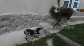 Crazy dogs, how can you play with a leash. a very crazy little puppy...