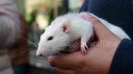 Protesters in Madrid call on authorities to release animals allegedly abused at testing lab