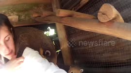 Cute coati likes to sit on caretaker's shoulder