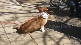 Corgi In Windsor