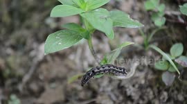 a small caterpillar that wants to reach the tips of the leaves