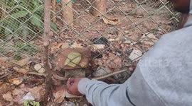 Animal rescuer frees snake caught in fence in southern India