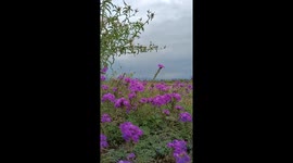 Purple beautiful flowers , saving with fresh air in the northern area of Pakistan.