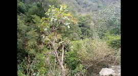 A CARRIER JEEP ARRIVES ON THE ROAD LEAD TO KOT-GANDA,A SMALL VALLEY  IN ISLAMABAD PAKISTAN!