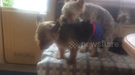 Three leg dog trying to get the leg over