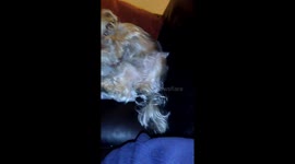 Dog running in his sleep