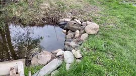 Canadian dad spots muskrat and wait for it to re-emerge