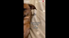 'Dog vs. Wife | Man Reveals How he Says Goodbye to Each'