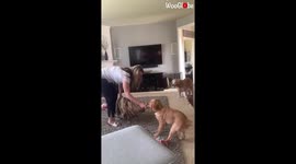 Persistent puppy will not let go of 'disgusting' blanket despite owner's attempts