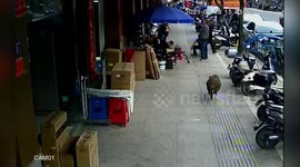 Wild boar ramping along road knocks over pedestrian in southern China