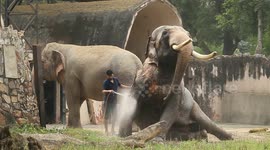 Elephants enjoy a cool shower at Indian zoological park