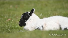 An adorable little lamb gets caught snoozing in the sun