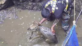 Wildlife officials save jackal drowning in 100-foot well in India
