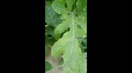 AT LAST JUICY WATERMELONS ARE GROWING WELL AND MY MINT ARE ALSO READY!