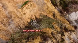 Lucky sheep survive a 50m (160FT) fall down a cliff in Dorset