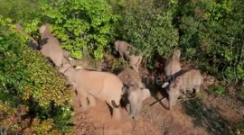 Wild elephants wander into village during hunt for food in southwestern China