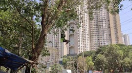Tree cutter risks his life dangerously hanging on to a rope to get down a tree beside a busy road