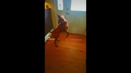 Dogs get super excited when their dog walker comes