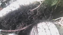 Hundreds of army ants build camp out of dead leaves while searching food