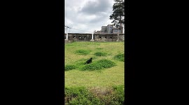 Cat chases a butterfly and misses it