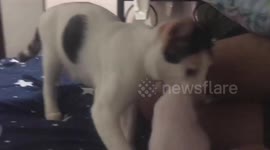 Mother cat carries her newborns to bed so they can sleep together with owner